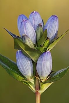 Violet Gentian Flower Seeds For Planting