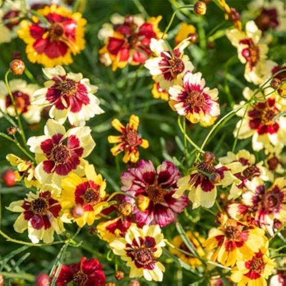 Plains Coreopsis Coreopsis tinctoria seeds for planting in wildflower meadow