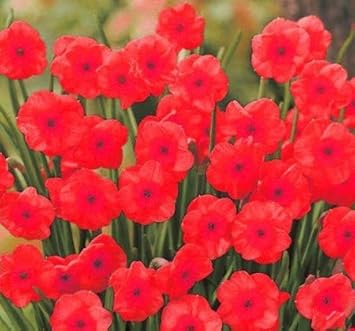 Mixed Cerasus Flower Seeds for Planting – Garden Favorite Heirloom & NonGMO Seeds for Home Garden
 
 Sale for planting in home garden