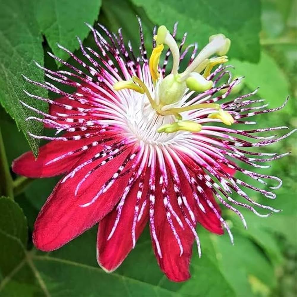 Passion Flower seeds for Planting - Pollinator Friendly, Heirloom & GMO Free Seeds for Home Garden
 
 Sale for planting in home garden.