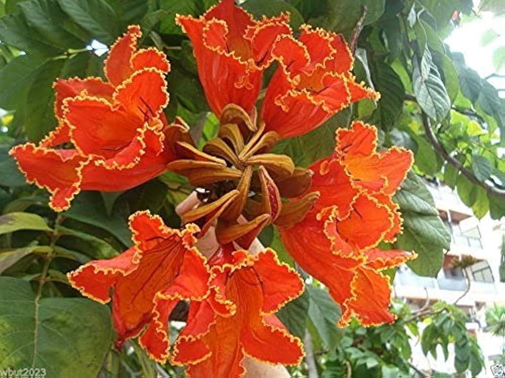 African Tulip Tree seeds for growing tropical flowering trees