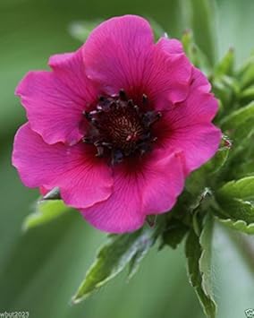 Pink Miss Willmott Flower seeds for Planting - Low Maintenance, Heirloom & GMO Free Seeds for Home Garden
 
 Sale for planting in home garden