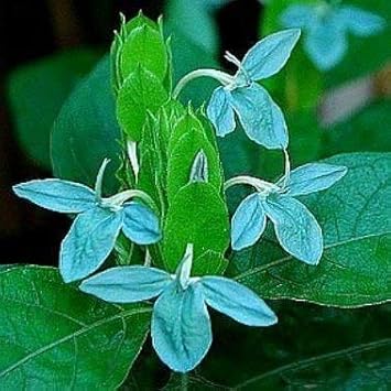 Blue Ecbolium Viride Flower seeds for Planting Seasonal Bloomer Heirloom & GMO Free Seeds for Home Garden 
 
 Sale seeds for home garden planting