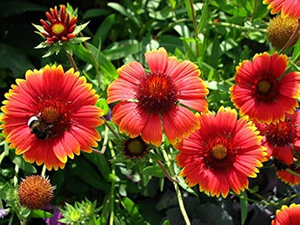Sundance Gaillardia Pulchella for planting