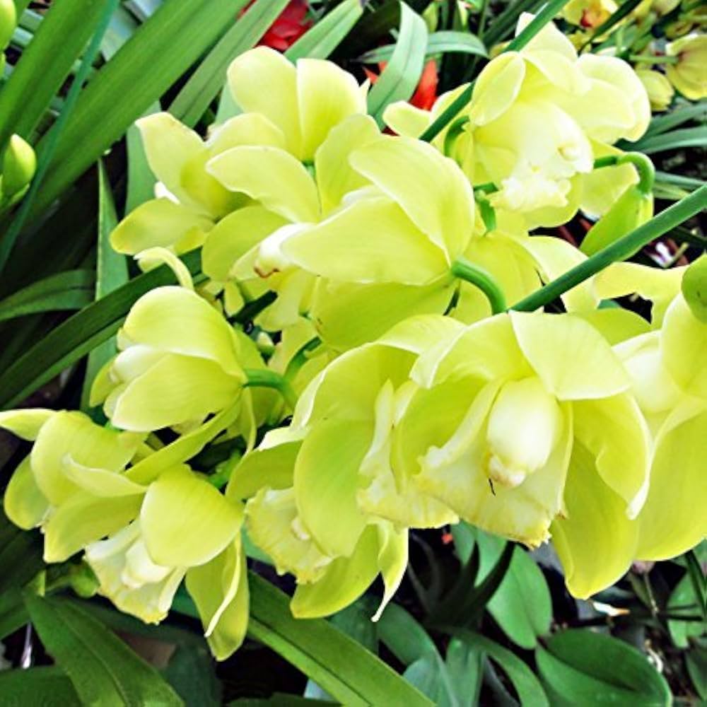 Light Green Cymbidium Orchid Flower seeds for Planting - Cut Flower Favorite, Heirloom & GMO Free Seeds for Home Garden
 
 Sale for planting in home garden.