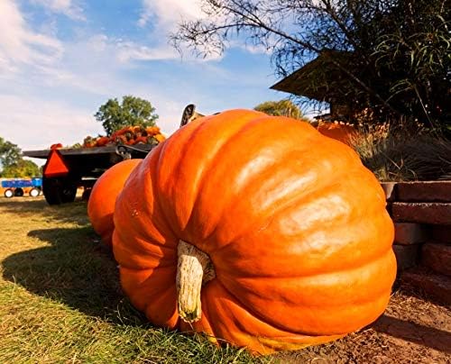 Giant Wallace Whoppers Pumpkin Seeds For Planting Vegetable Seeds