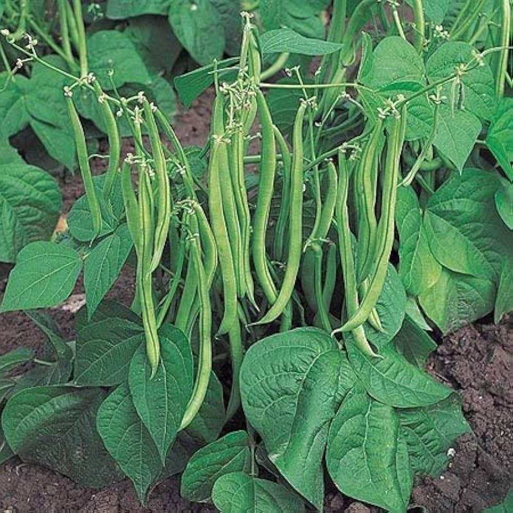 Python Pole Bean Pole Bean Seeds – High-Yielding Vegetables for Gardens