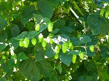 Green Hop Flower seeds for Planting - Low Maintenance, Heirloom & GMO Free Seeds for Home Garden
 
 Sale for planting in home garden.