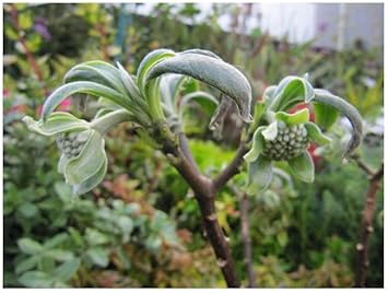 Edgeworthia Flower seeds for Planting - Premium Quality, Heirloom & GMO Free Seeds for Home Garden
 
 Sale for planting in home garden