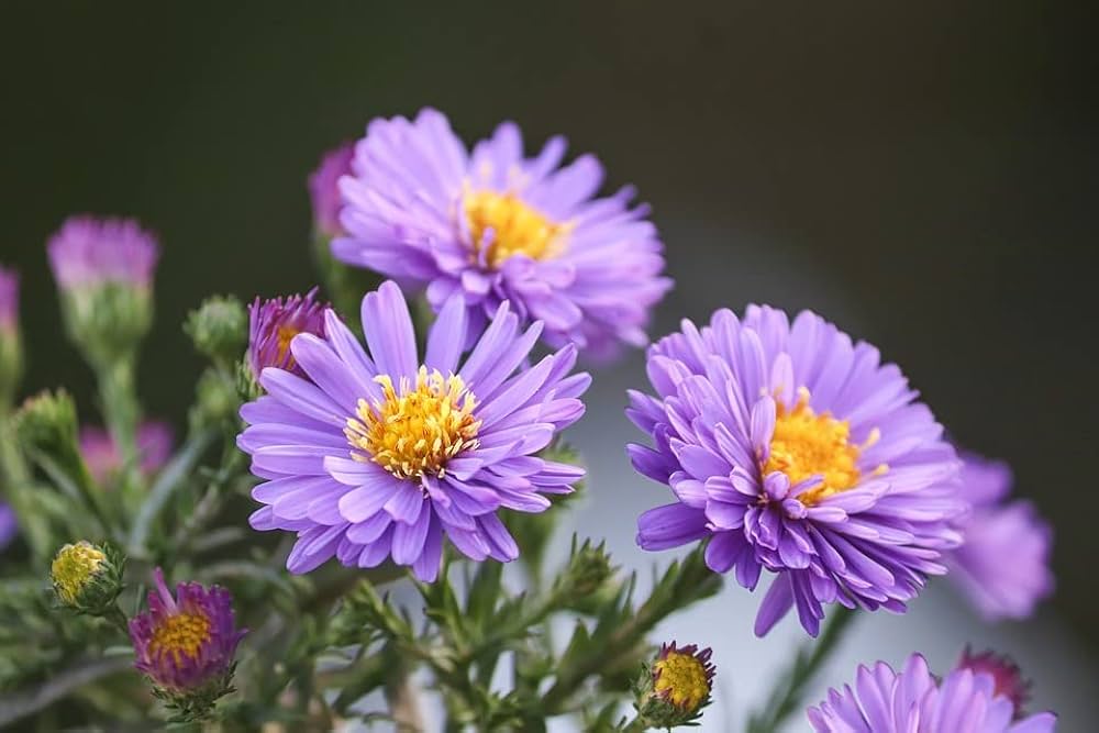 Aster Aster spp. for planting in flower bed.