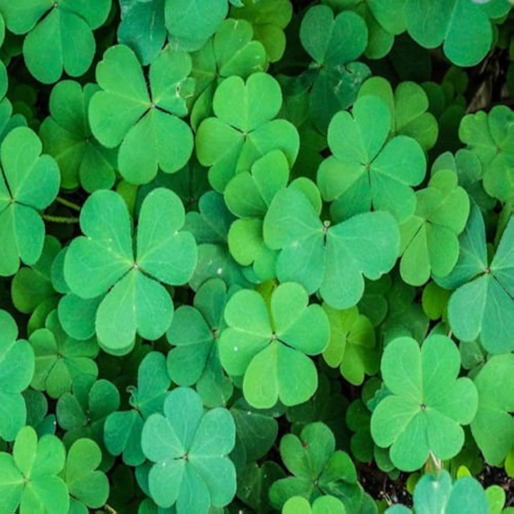 Green And Purple Four Leaf Clover Seeds For Planting Plant Seeds