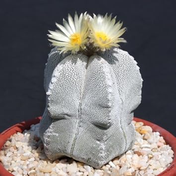 Astrophytum Myriosrigma Flower seeds for Planting - Fragrant Blossoms, Heirloom & GMO Free Seeds for Home Garden
 
 Sale for planting in home garden.