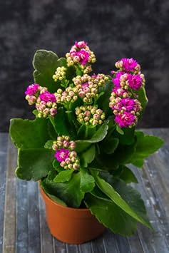 Kalanchoe Purple Flower seeds for Planting - Colorful Display, Heirloom & GMO Free Seeds for Home Garden
 
 Sale for planting in home garden.