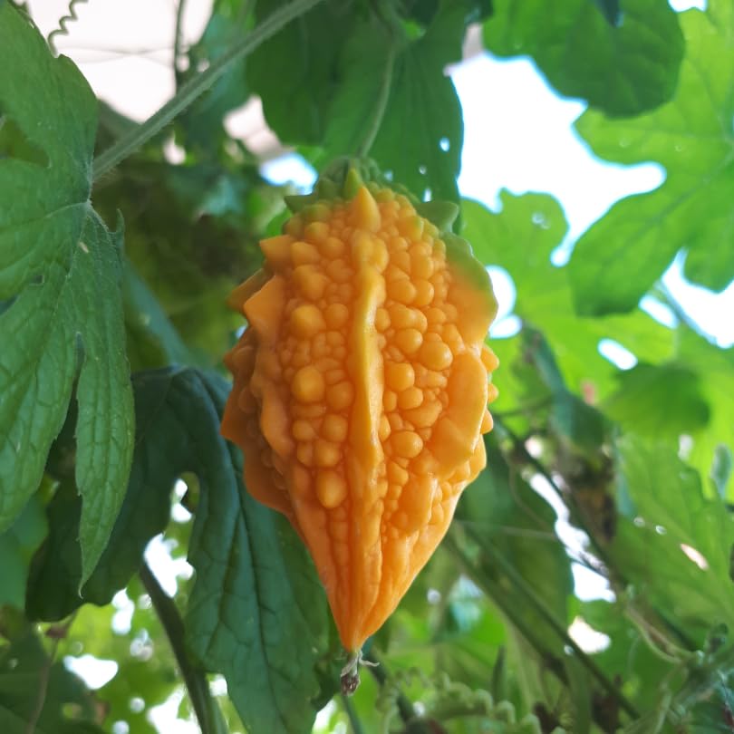 Bitter Melon Balm Apple Momordica charantia for planting in vegetable patch