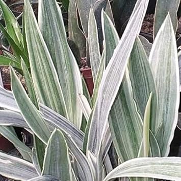 Sansevieria Plant Seeds Planting Silver Seeds