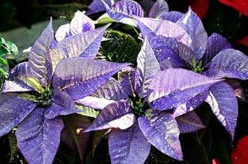 Sky Blue Hibiscus Flower Seeds for Planting Pollinator Friendly Heirloom & GMO Free Seeds for Home Garden
 
 Sale for planting in home garden