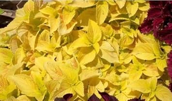 White Violet Balsam Flower Seeds for Planting – Fragrant Blossoms Heirloom & NonGMO Seeds for Home Garden
 
 Sale for planting in home garden