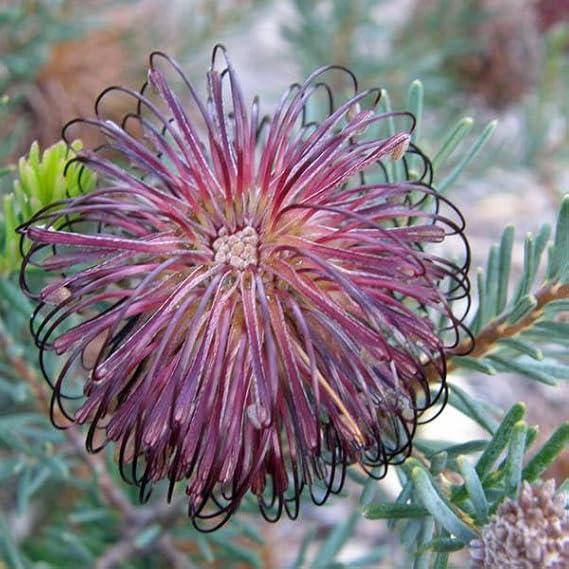 Violet Banksia Flower Seeds: Grow Stunning And Resilient Blooms Seeds