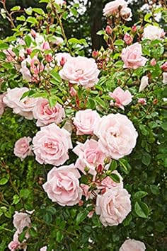 Blue Lavender Flower Seeds for Planting Bright Blooms Heirloom & GMO Free Seeds for Home Garden
 
 Sale for planting in home garden