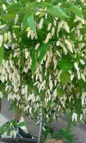 White Pepper Vegetable Seeds For Easy Planting Seeds