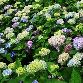 Green Blue Hydrangea Flower seeds for Planting - Sun Loving, Heirloom & GMO Free Seeds for Home Garden
 
 Sale seeds for planting in home garden