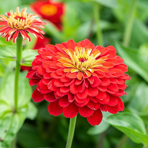 Red Zinnia Flower seeds for Planting Bright Blooms Heirloom & GMO Free Seeds for Home Garden
 
 Sale seeds for home garden planting