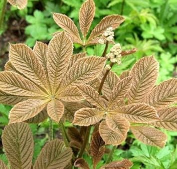Brown Rodgersia Henrici Flower seeds for Planting - Premium Quality, Heirloom & GMO Free Seeds for Home Garden
 
 Sale seeds for planting in home garden