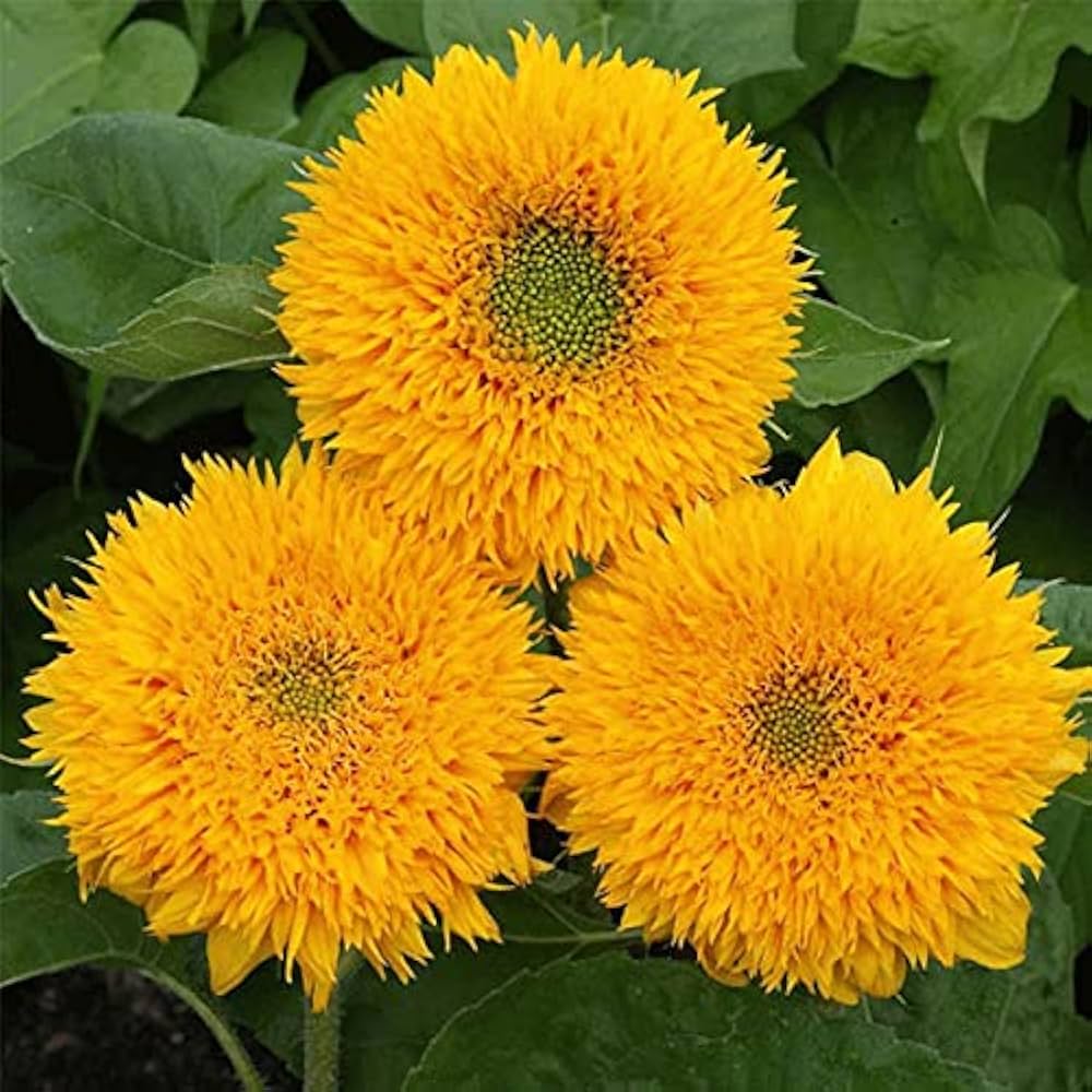 Buttercream Sunflower Helianthus annuus for planting in sunny flower bed