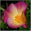 California Purple Gleam Poppy seeds for purple blooms