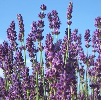 White Phalaenopsis Orchids Seeds for Planting Cottage Garden Essential Heirloom & GMO Free Seeds for Home Garden
 
 Sale for planting in home garden