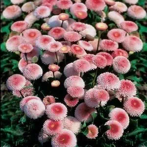 Bellis Strawberries & Cream Daisy seeds for elegant flowers