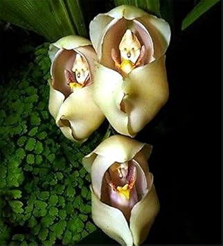 Cream Eggs Baby Orchid Flower seeds for Planting - Easy to Grow, Heirloom & GMO Free Seeds for Home Garden
 
 Sale seeds for home garden