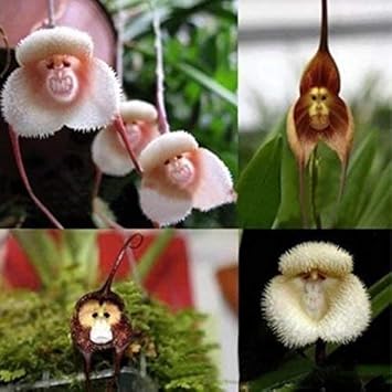 Mixed Monkey Orchid Flower seeds for Planting - Garden Favorite, Heirloom & GMO Free Seeds for Home Garden
 
 Sale seeds for planting in home garden
