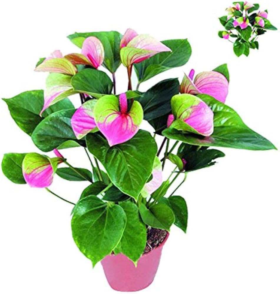 Anthurium Purple Flower Seeds For Planting - Rich Decorative Blooms