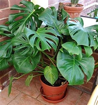 Philodendron Plant Seeds For Planting: Lush Green Beauty Vibrant Spaces