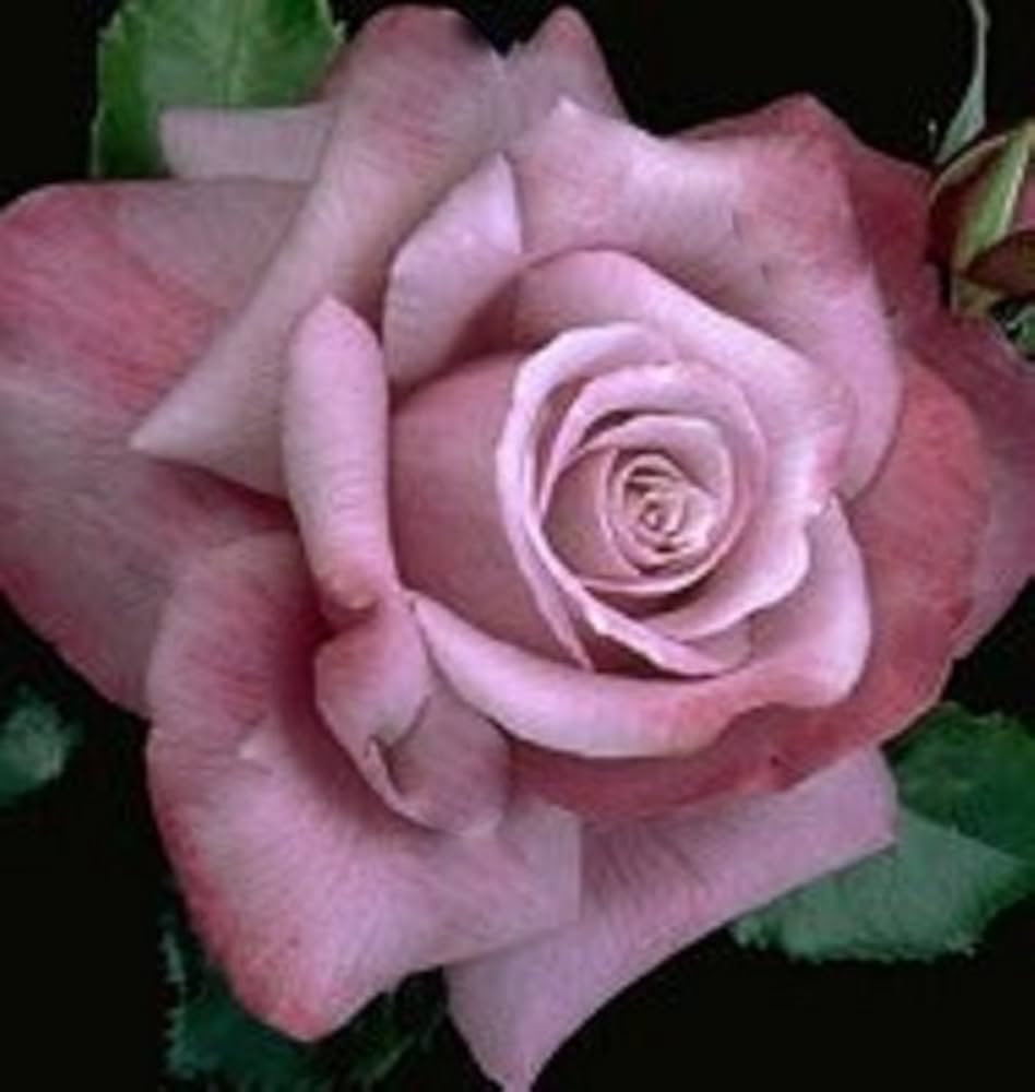 Barbara Streisand Rose Rosa hybrid for planting in urban garden