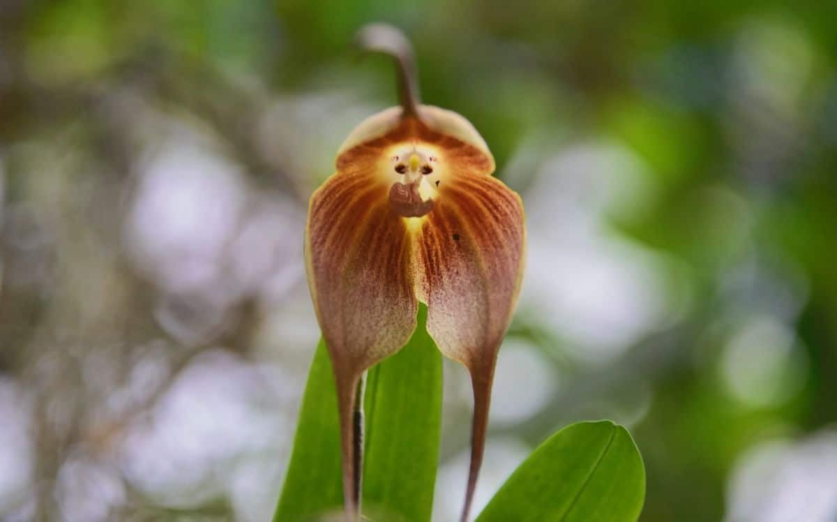 Monkey (Monkey Orchid) seeds for planting in home garden
