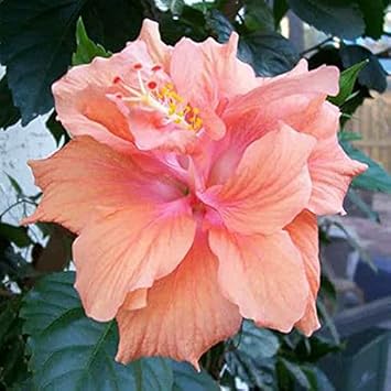 Hibiscus Peach Flower seeds for Planting - Cottage Garden Essential, Heirloom & GMO Free Seeds for Home Garden
 
 Sale for planting in home garden.