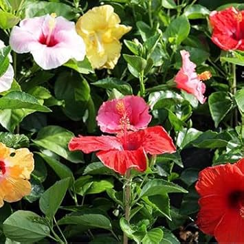 Red Ranunculus Asiaticus Flower Seeds Pollinator Friendly Heirloom & GMO Free Seeds for Home Garden
 
 Sale for planting in home garden