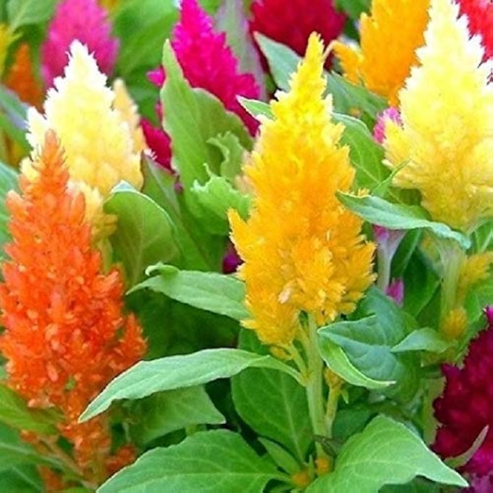 Celosia Fresh Look Orange flower seeds for bold summer gardens