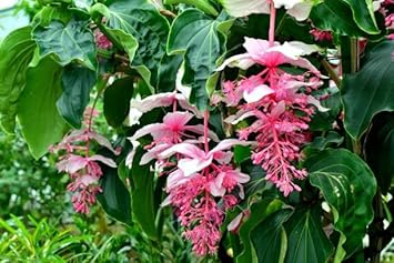 Medinilla Flower seeds for Planting - Compact Growth, Heirloom & GMO Free Seeds for Home Garden
 
 Sale for planting in home garden.