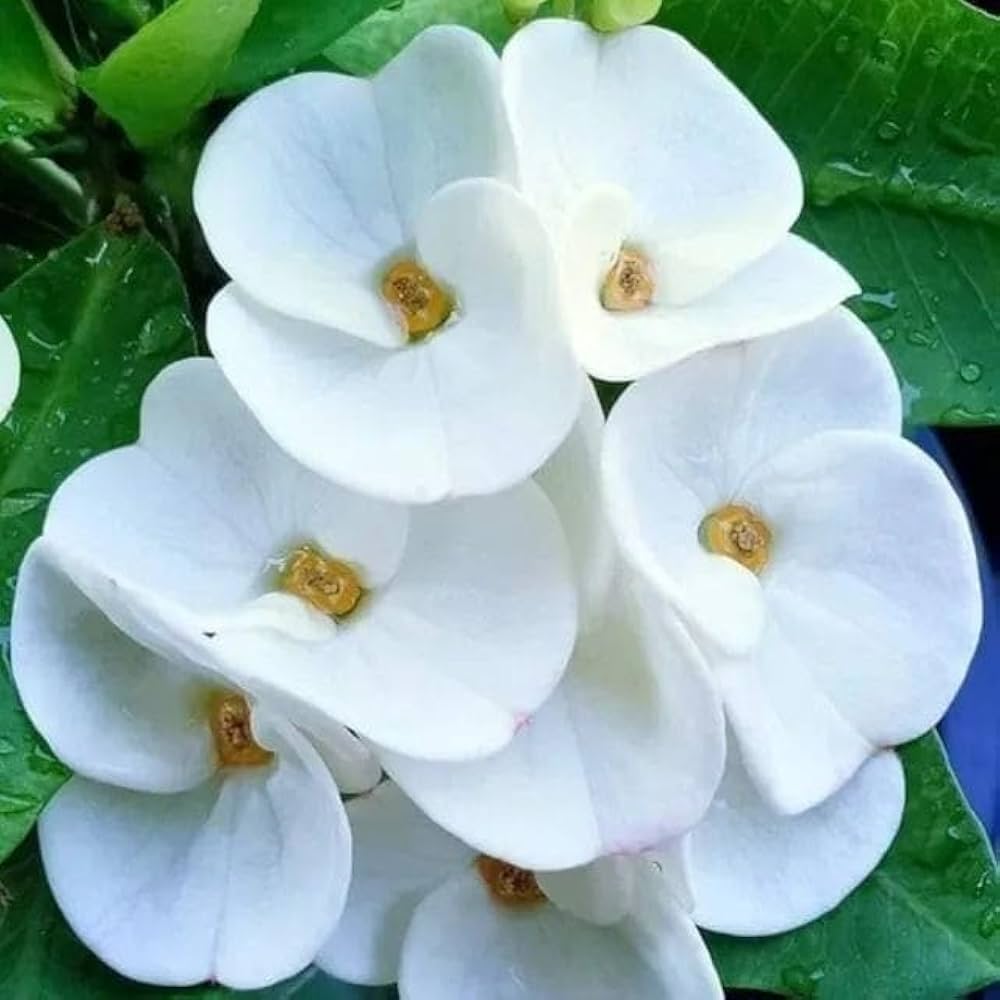 White Euphorbia Milii Flower seeds for Planting - Vibrant Colors, Heirloom & GMO Free Seeds for Home Garden
 
 Sale seeds for planting in home garden