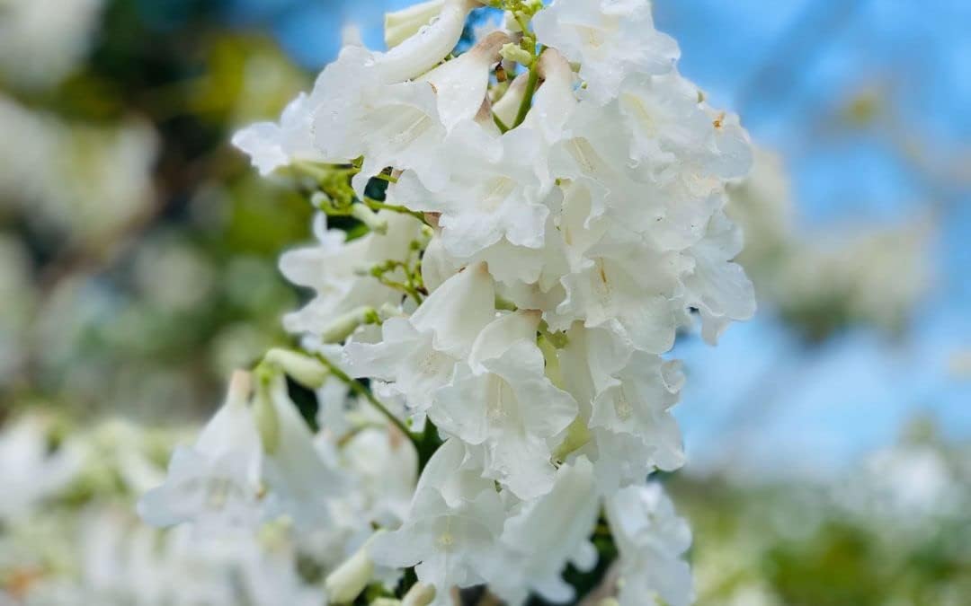 White Jacaranda Flower seeds for Planting Premium Quality Heirloom & GMO Free Seeds For Home Garden 
 
 Sale for planting in home garden