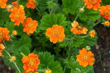 Geum Flower seeds for Planting - Low Maintenance, Heirloom & GMO Free Seeds for Home Garden
 
 Sale seeds for home garden