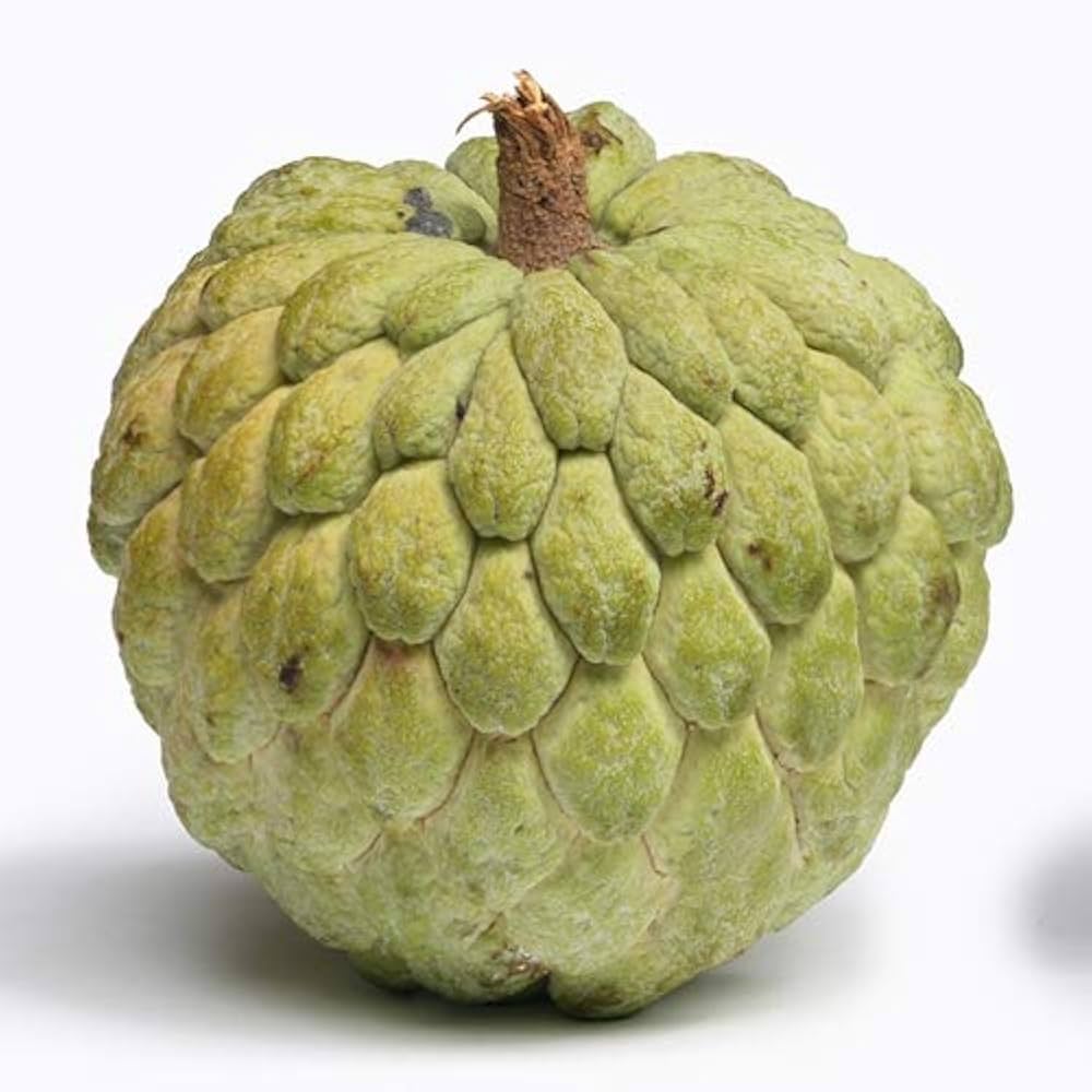 Annona Annona squamosa for planting in vegetable patch.