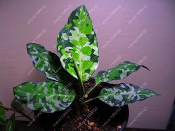 Green Aglaonema Flower seeds for Planting - Cottage Garden Essential, Heirloom & GMO Free Seeds for Home Garden
 
 Sale for planting in home garden