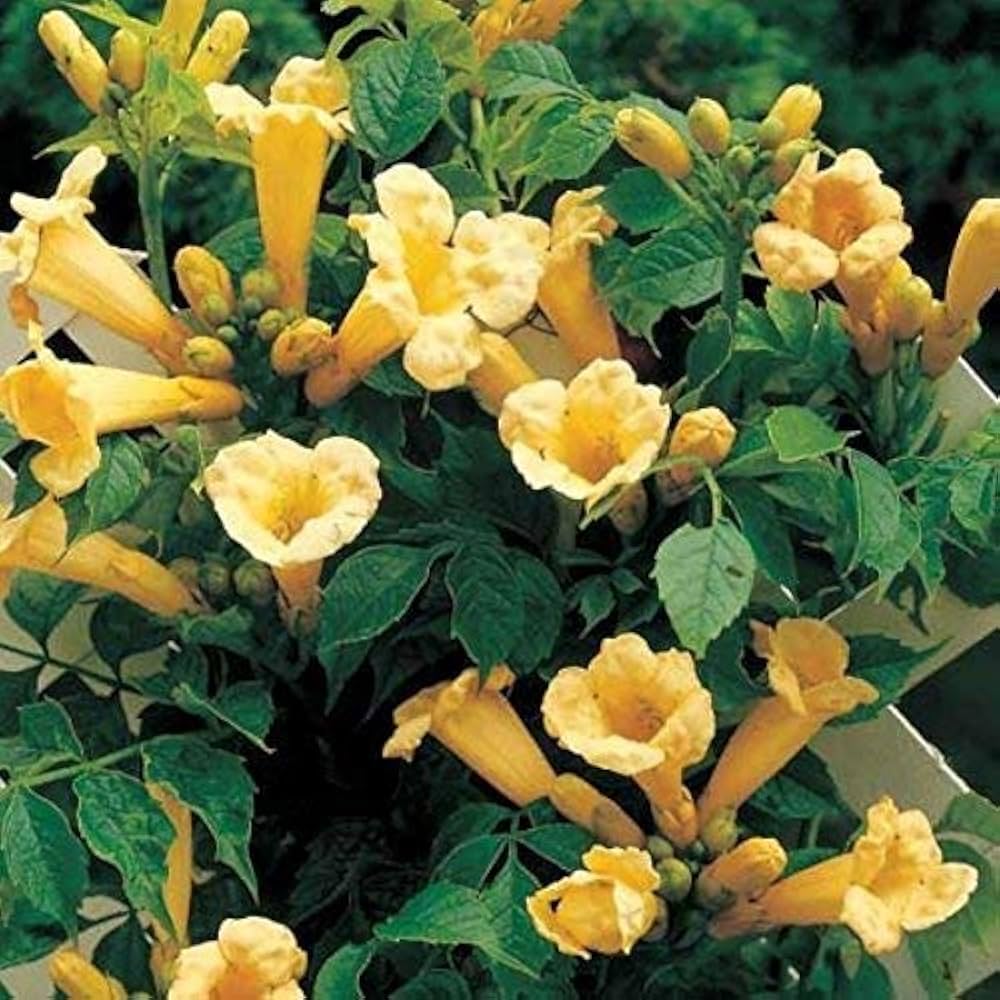 Yellow Campis Radicans Flower Seeds Planting