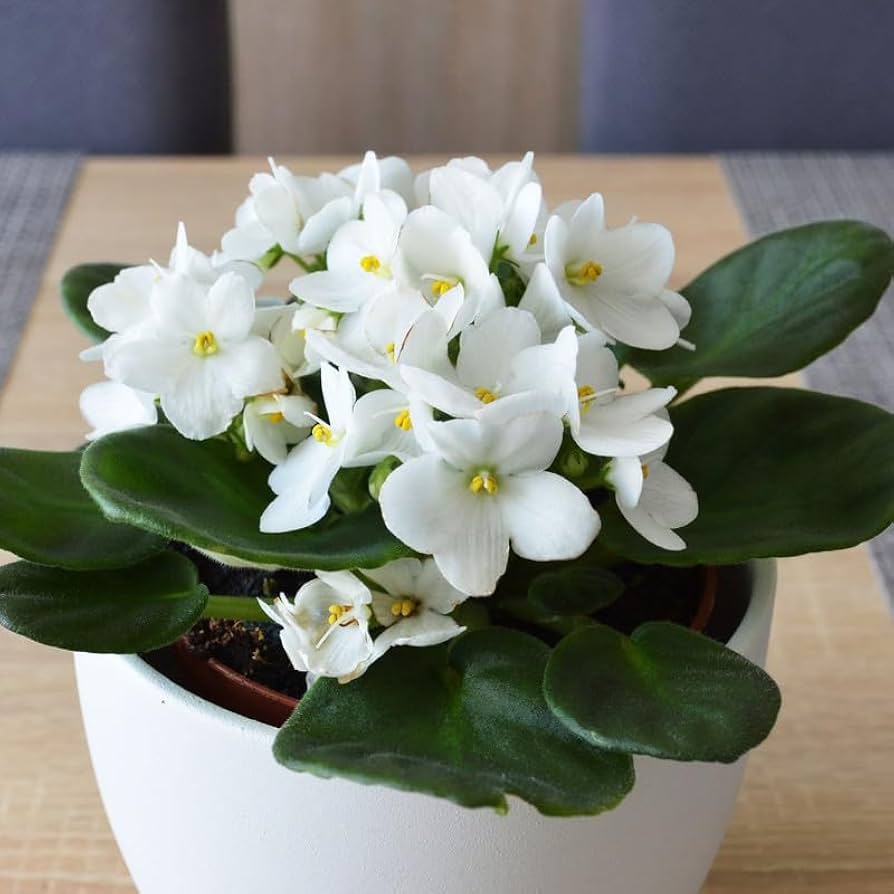 White African Violet Flower Seeds For Exotic Ground Cover Planting