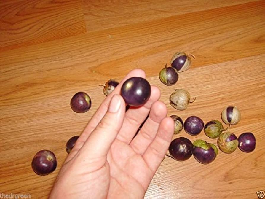 Milpero Lila Tomatillo for planting in vegetable patch