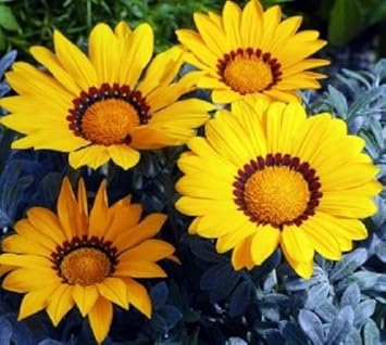 Pale Pink Two Color Dahlia Flower Seeds for Planting Perfect for Borders Heirloom & GMO Free Seeds for Home Garden
 
 Sale for planting in home garden